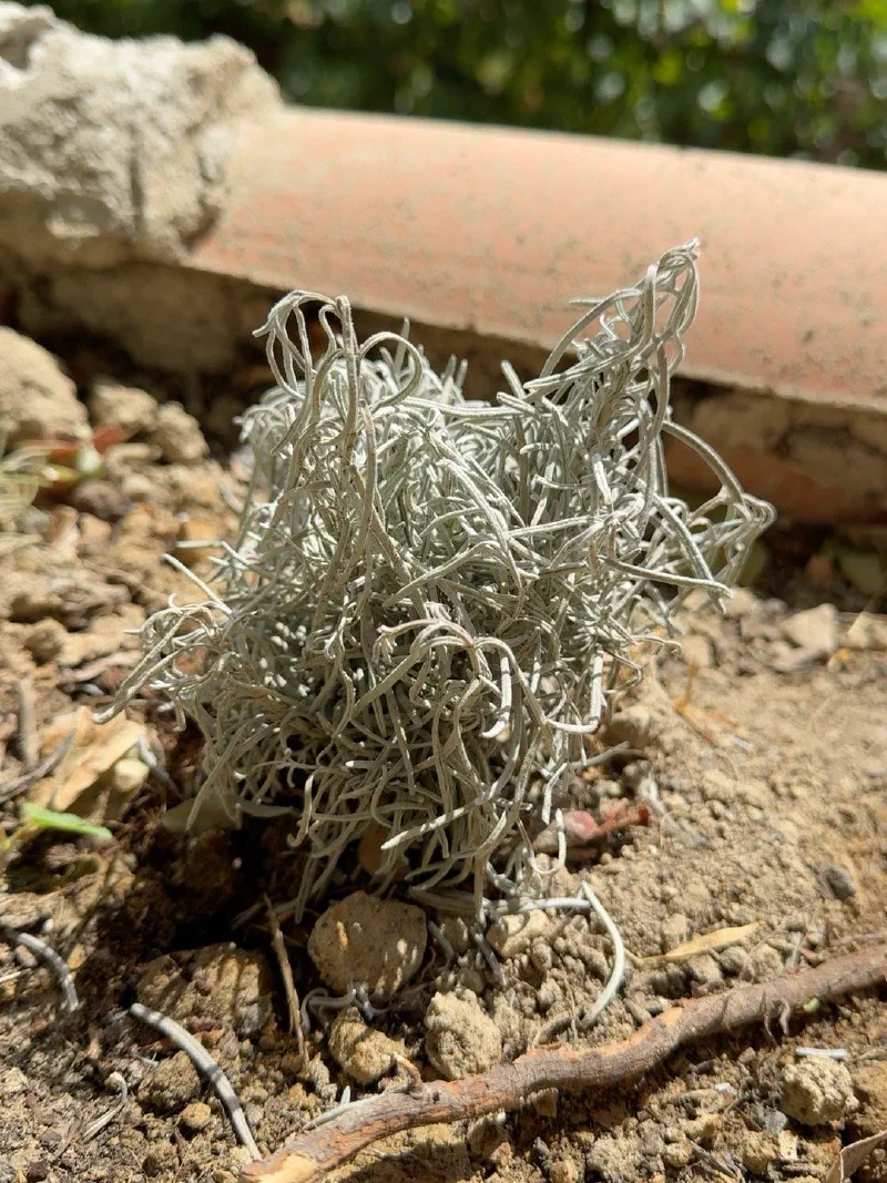 Mata de lavanda gris plateada y seca, con las hojas enroscadas, sobre tierra pedregosa junto a una teja.