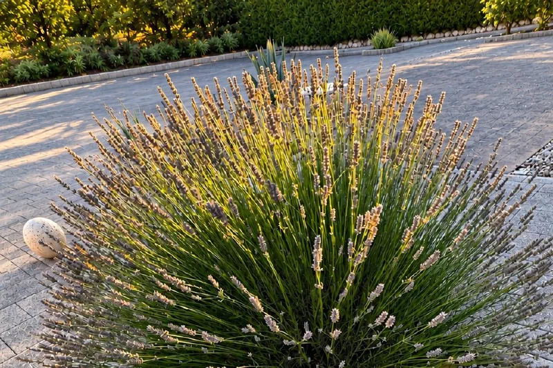 Mata grande de lavanda verde con espigas de flor pálidas, en la esquina de un pavimento de baldosas junto a un parterre de gravilla con bordillo de piedra.