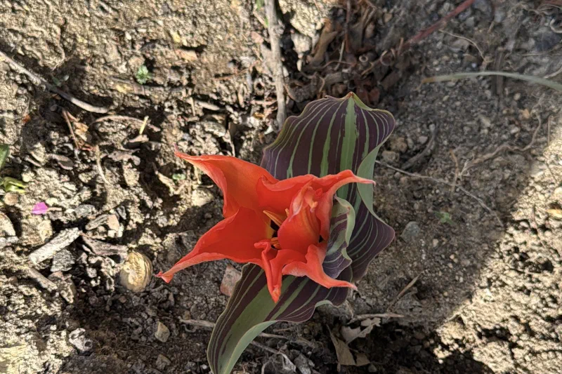 Tulipán naranja de pétalos puntiagudos con hojas anchas rayadas de verde y morado, sobre tierra seca con piedras y ramitas.