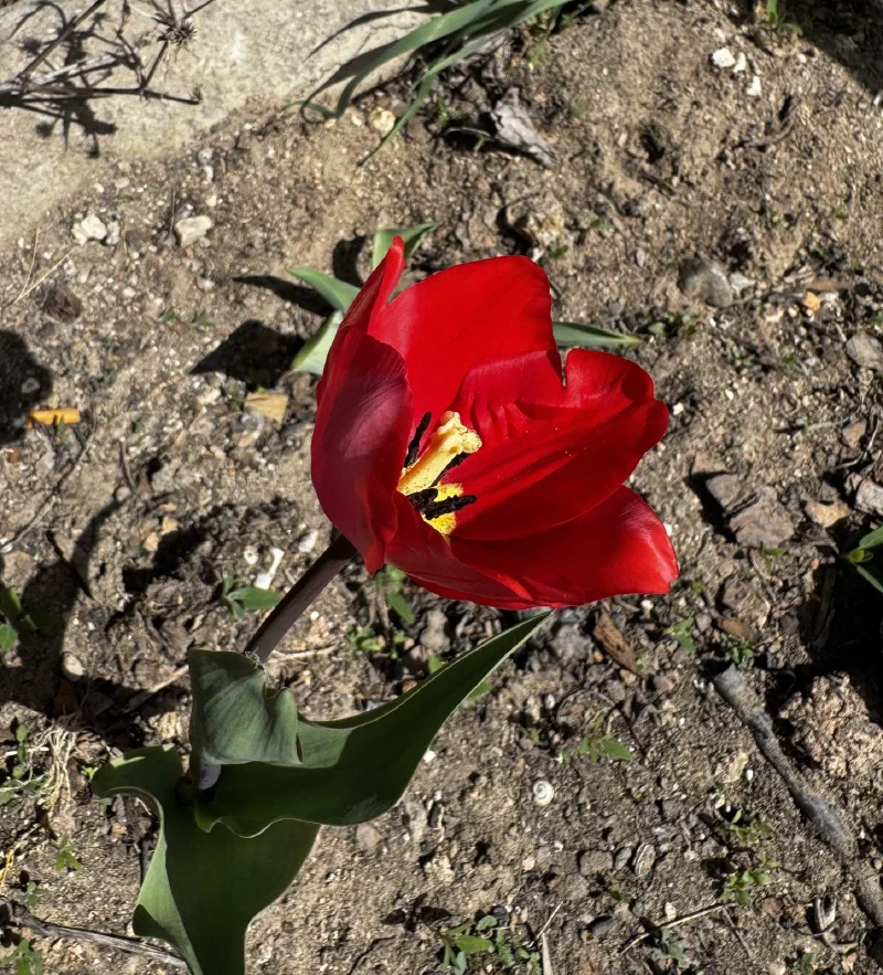 Tulipán rojo abierto, con el centro amarillo y negro, y dos hojas verdes anchas en tierra seca con piedrecitas.