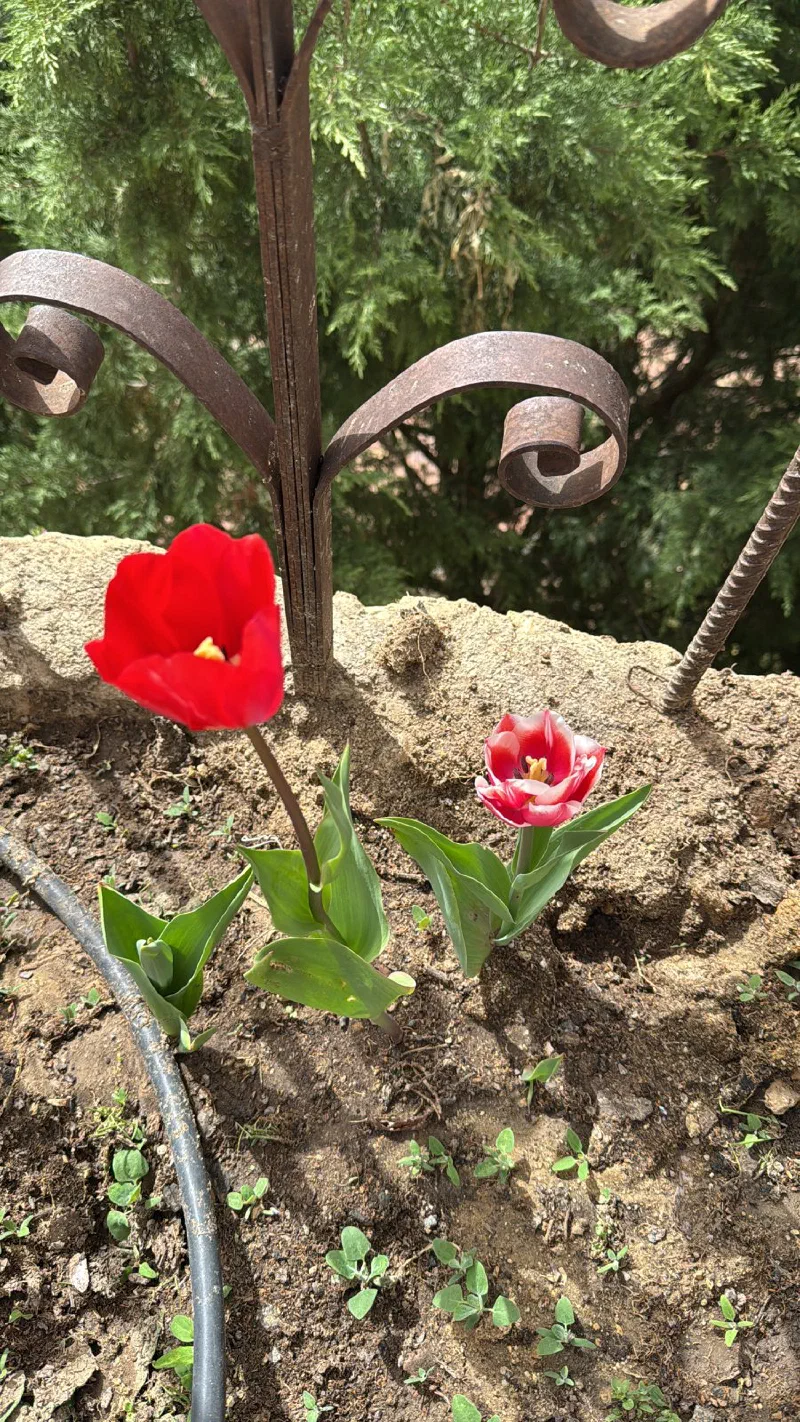 Un tulipán rojo y otro rosa con el borde blanco, cada uno con dos o tres hojas, en tierra casi desnuda junto a una tubería de goteo y una piedra.